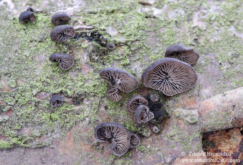 hlívečka připjatá, Resupinatus applicatus (Houby, Fungi)